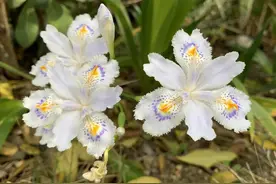 “开花”的英语怎么说？图片