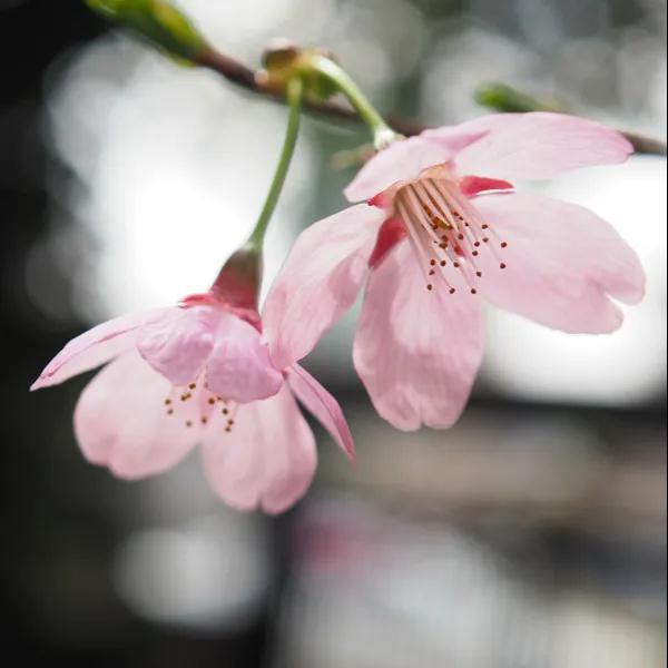 “开花”的英语怎么说？