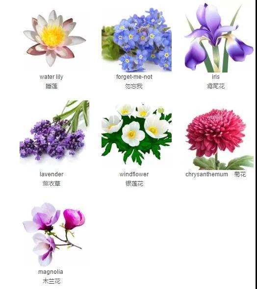 “开花”的英语怎么说？