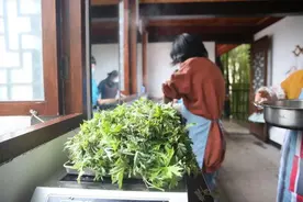 清明至 青团香“辣妈”巧手做清明馃图片