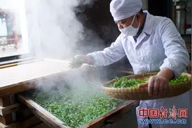 “互联网+”助力湖北春茶“爱心直供”图片