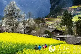 城口：1500亩油菜花海醉游人 农旅融合促增收图片