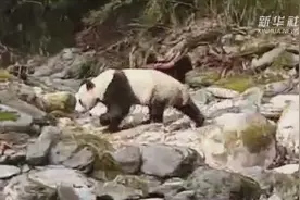 难得一见！护林员偶遇野生大熊猫视频封面