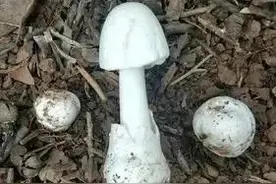 野外郊游 路边的蘑菇你别乱采图片