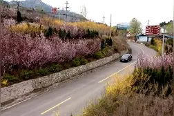 淄博淄川：春风吹 山花开 古村清幽春意浓视频封面