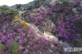 大珠山景区漫山遍野杜鹃开 踏青赏春正当时图片