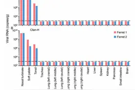 猫对新冠高度易感，狗相对低敏：来自中国P4实验室最新研究图片