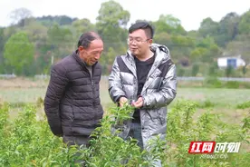 长沙县的果树苗生长记：火了商家，富了农家图片