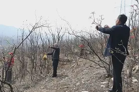 淄博淄川：互联网+香椿，打造农村经济新网红图片