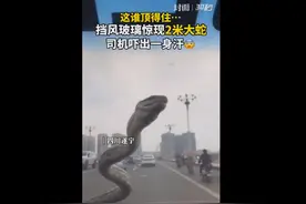 正开着车，挡风玻璃上出现一条2米大蛇！司机一通操作网友都服了图片