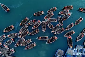 山东荣成：看百舸争流 海带收获正当时图片