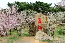 赏梅胜地十梅庵 各种梅花竞相开放已到盛花期图片