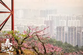 成都的春天，已经美成这样了图片