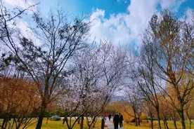 贺兰山国家森林公园踏春：漫步青山外，初见桃花开图片