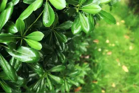 雨后草木葱茏 青翠欲滴图片