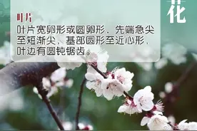 超实用！9图教你分辨春季常见花朵图片