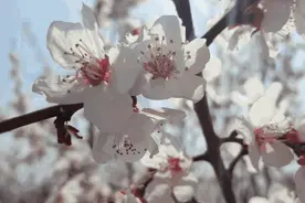 杏花新开春意浓 莱阳刘海寺邀您“云赏花”图片