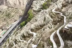 汶川岷江河谷漫山遍野樱桃花开，车厘子丰收在即图片