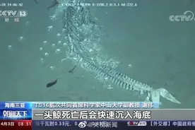 我国科学家在南海首次发现鲸落视频封面