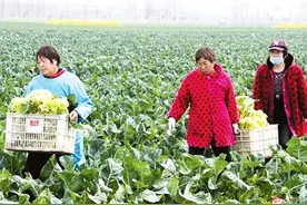 花菜愁销路菜农等你来图片