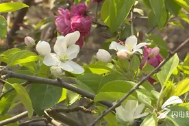 泰安市宁阳县：千亩海棠花开 春景美艳宁阳图片