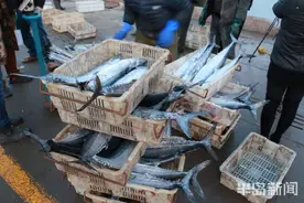 青岛：2020沙子口鲅鱼节4月3日启幕 新鲜鲅鱼送给白衣战士图片
