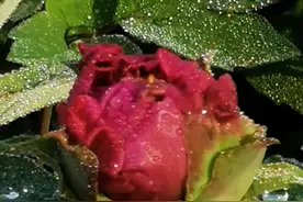 娘的眼泪似水流图片