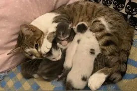 英国一流浪猫严寒中产仔 遇好心人救助母子平安图片