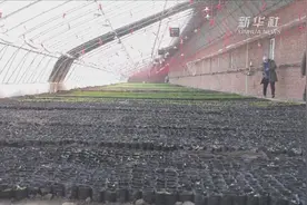 吉林松原：大棚成了“聚宝盆”