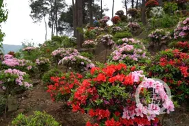 南山有个免费小景点 四月杜鹃艳满山图片