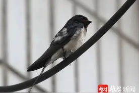 燕子衔泥筑巢忙图片
