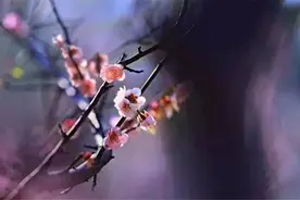 清明忆｜逝去的亲人啊！清明时节，愿你们在天堂里一切安好图片