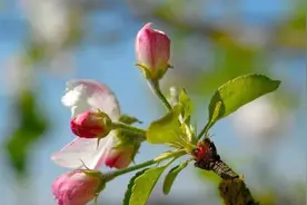 2020年苹果花期保花保果技术图片