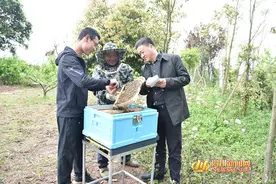 广安邻水县“甜蜜事业”步入智能时代图片