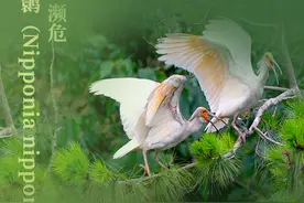 海报｜爱它，就保护它！请善待野生鸟类图片