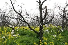 云赏花｜江苏泗阳：梨花一夜攀枝头视频封面