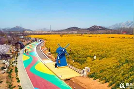 人在画中游！满眼金黄 青岛这片油菜花海迎盛花期图片