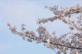 最美樱花周 一起来看“樱花雨”视频封面