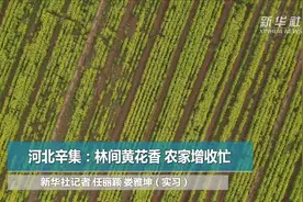 河北辛集：林间黄花香 农家增收忙视频封面