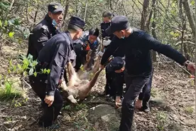「视频」南京将军山上，国家一级保护动物梅花鹿踩中捕兽夹……图片