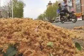 又见梧桐飘絮图片