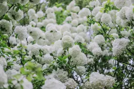 又有花事上新！湘湖这片宝藏竹林藏不住啦图片