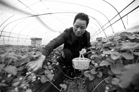 桃花朵朵开 江南“致富果”扎根黑土地图片