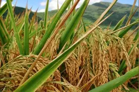 多地抢购米面粮油？中国口粮自给自足、米面无忧图片