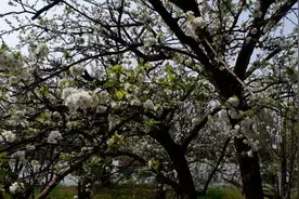 花落寒食是清明 图文\太祥坤图片