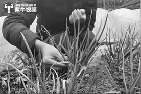 滞留湖北山区老家拍视频走红 北漂妹子过了两个月“李子柒”的生活图片