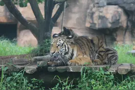 提醒！长沙生态动物园运营时间今日起调整图片