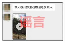 网传杭州动物园老虎吃人视频？园方：多年前他地视频图片