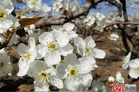 河北曲阳2万亩梨花进入最佳赏花期图片