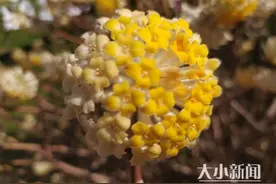春暖花开！YMG全媒体记者带你认识结香花图片